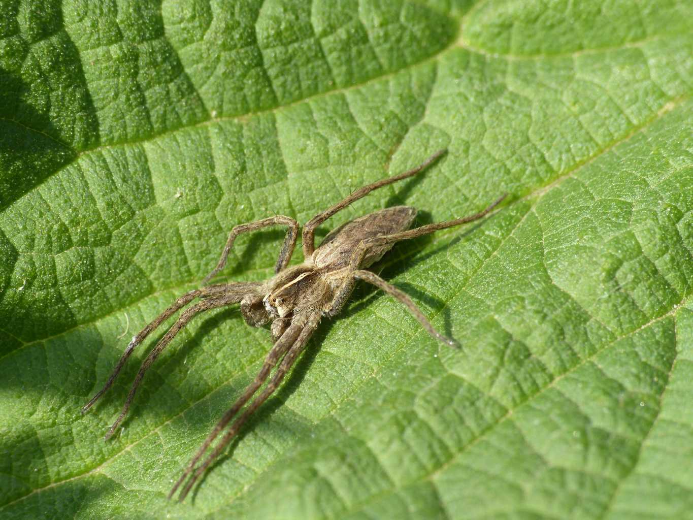 Giovani Pisaura sp. in pose Yoga - Roma